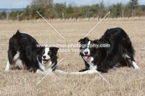 two Border Collies