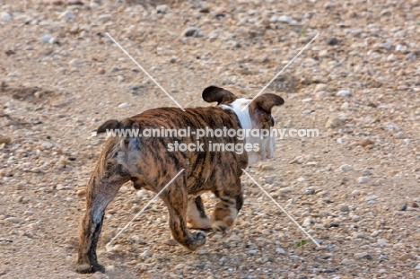 Bulldog pup on sand