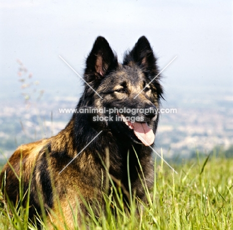 tervueren in long grass