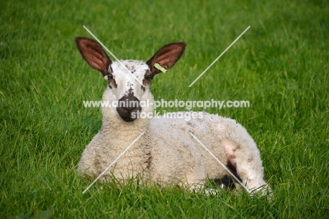 Bluefaced Leicester lamb lying on grass