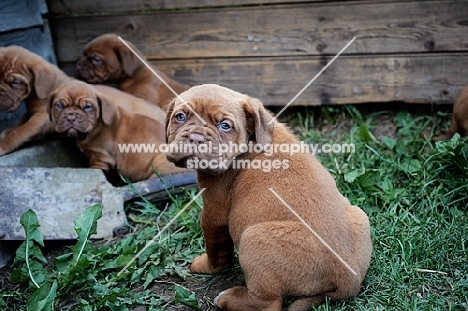 Dogue de Bordeaux puppies, looking back