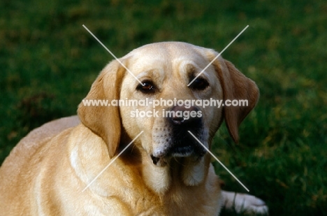 yellow labrador looking at camera 