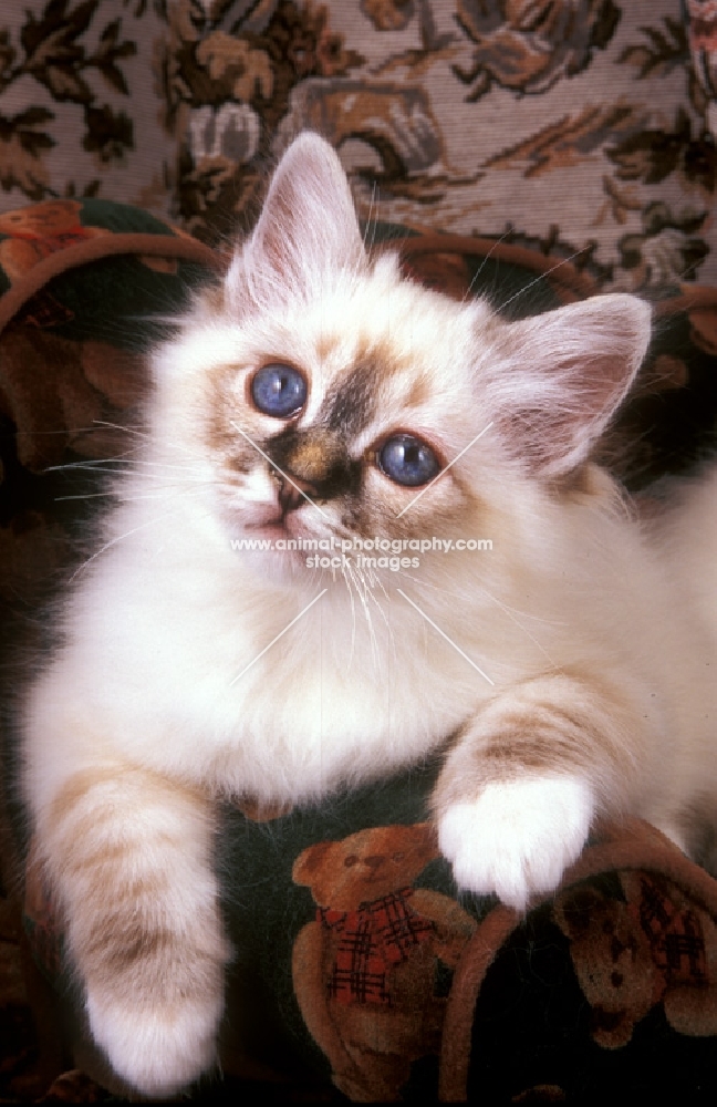 Birman kitten on a chair