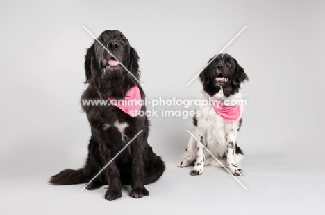 Two Newfoundlands sitting in studio.