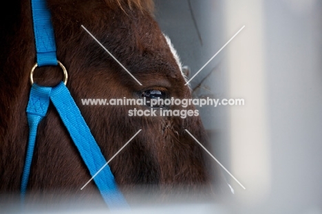 Morgan horse close up