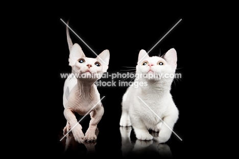 hairless and shorthaired Bambino cats on black background