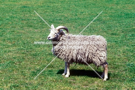 portland ewe