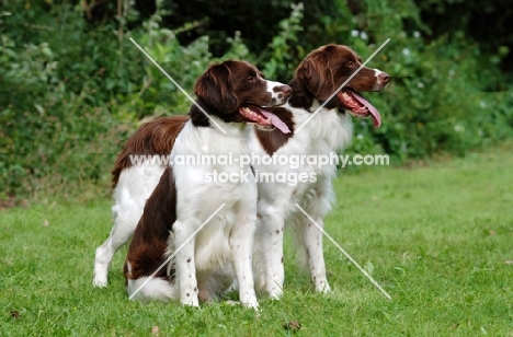 two Dutch Partridge dogs on grass