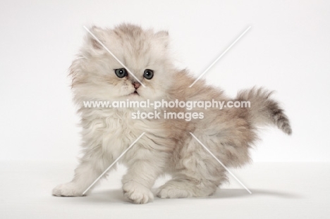 Chinchilla Silver Persian kitten on white background