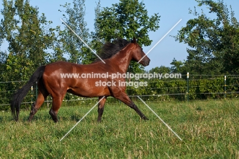 Quarter horse running in field