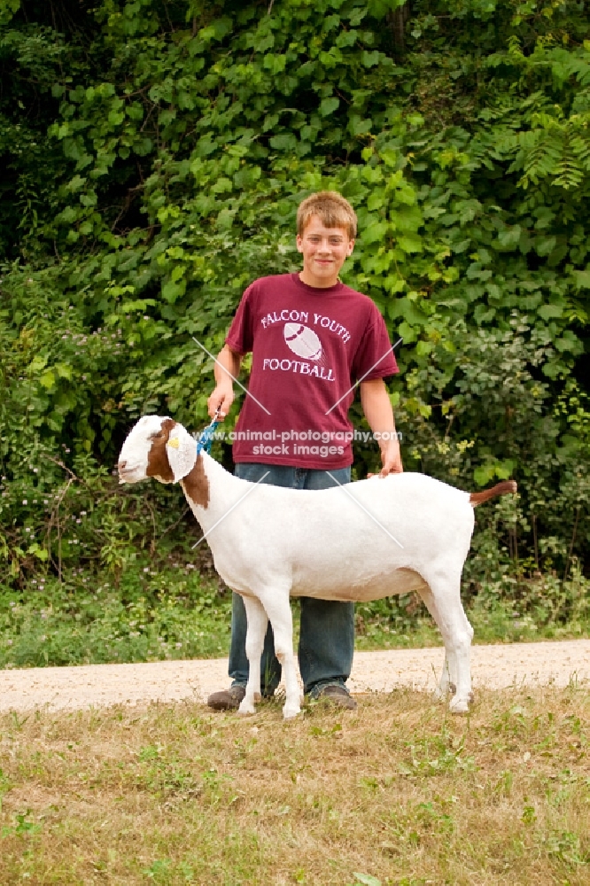 Boy with his show groomed Boer goat.
