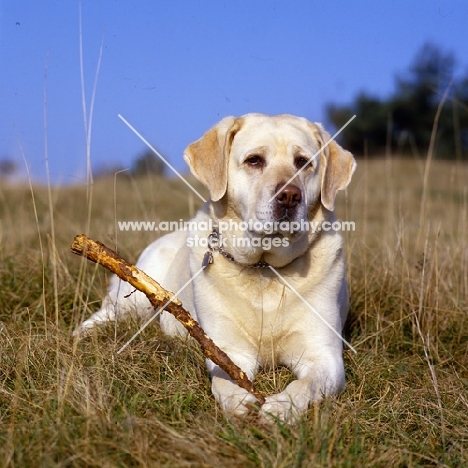 labrador holding stick between paws