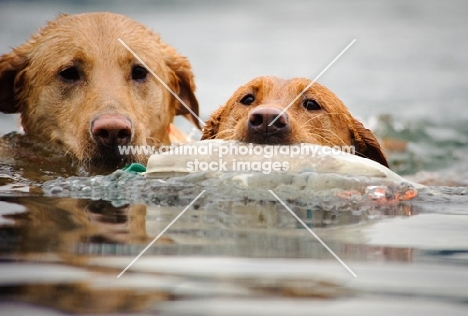 two Labrador Retrievers retrieving dummy