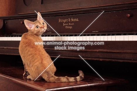 Devon Rex sitting on piano stool