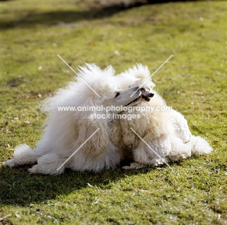 standard poodle licking toy poodle