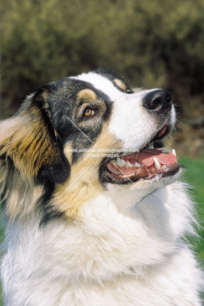 tornjak looking up, croatian flock guarding dog