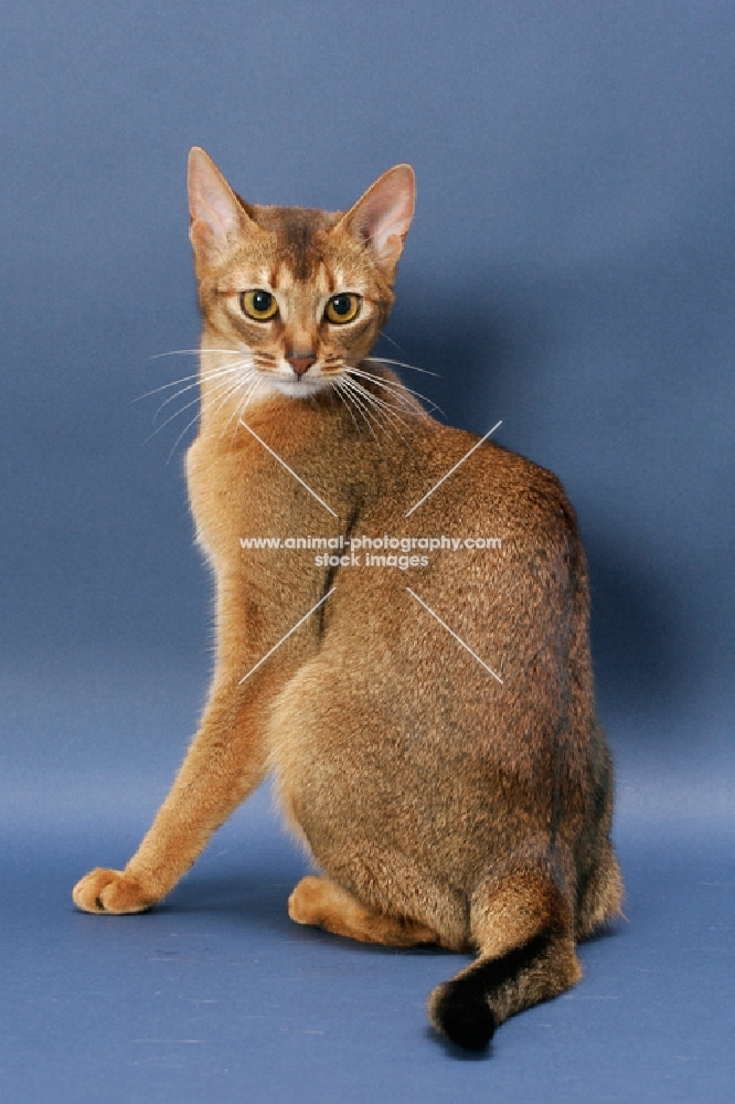 Ruddy Abyssinian on blue background, looking back