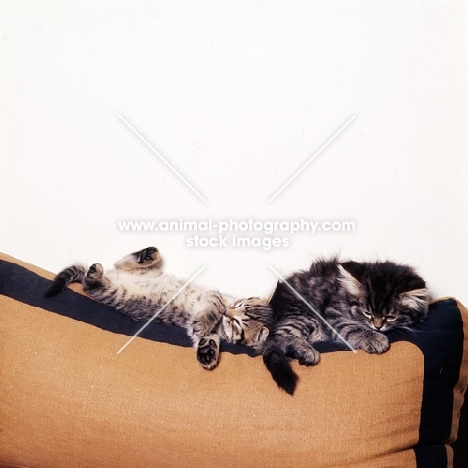 two brown tabby kittens, short and long hair asleep on a cushion