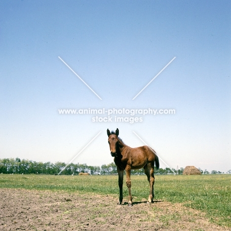 Furioso North Star foal standing alone at Kiskunsag, 