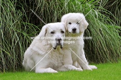 Polish Tatra Herd Dog