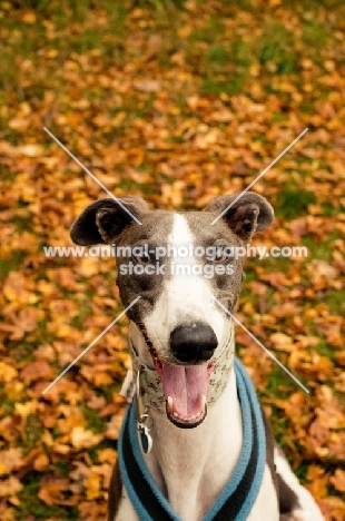 Lurcher in autumn