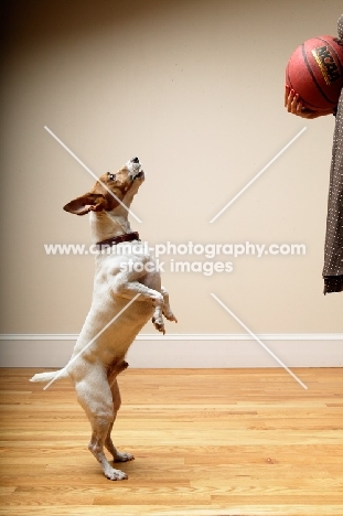 Jack Russell Terrier standing on hind legs