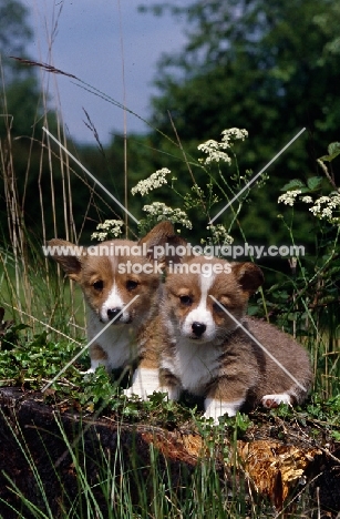 two pembroke corgi puppies sitting on a log