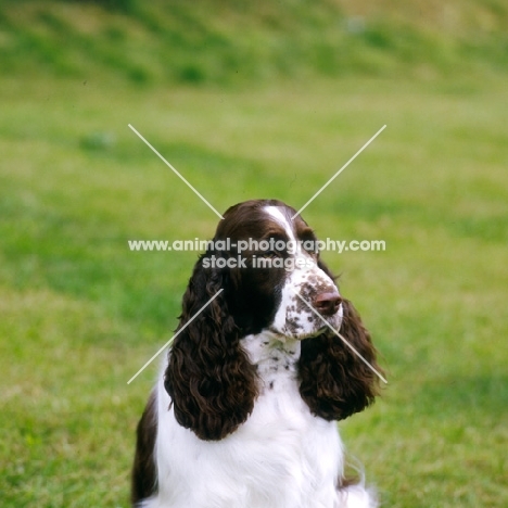 english springer spaniel head portrait