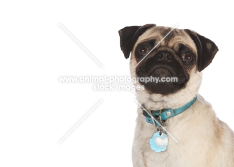 pug wearing collar