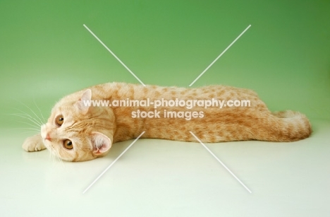 red spotted tabby british shorthair cat, lying down