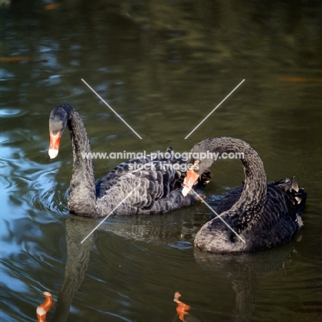 black swans at whipsnade