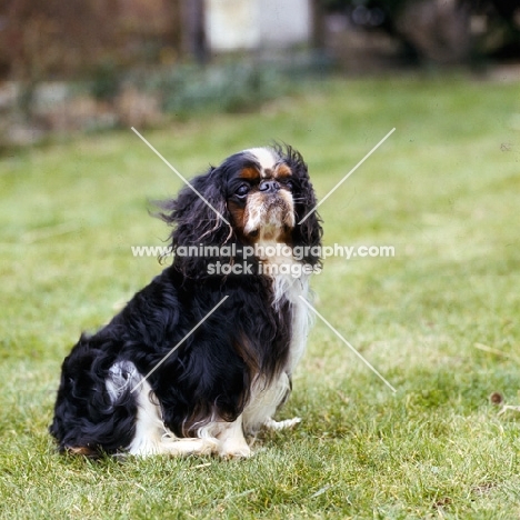 champion king charles spaniel sitting