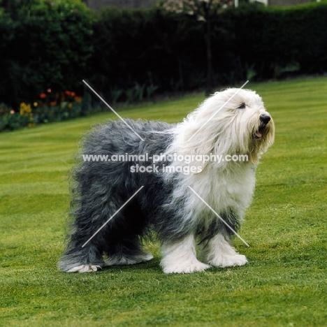 champion old english sheepdog standing on grass 