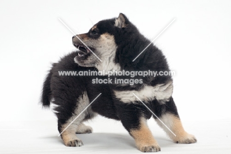 black and tan coloured Shiba Inu puppy