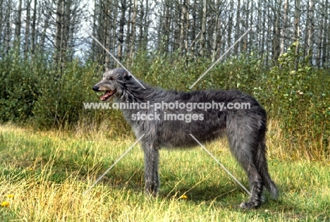 deerhound standing with background of grey trees