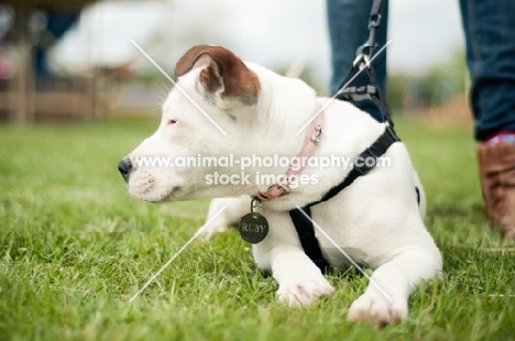 young Staffordshire Bull Terrier lying down on grass
