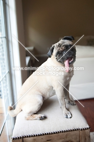 pug sitting on stool