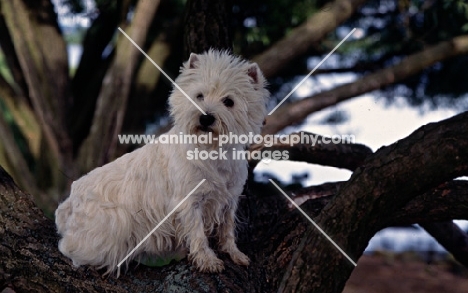 west highland white in tree