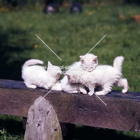three blue eyed white long hair kittens playing on a beam