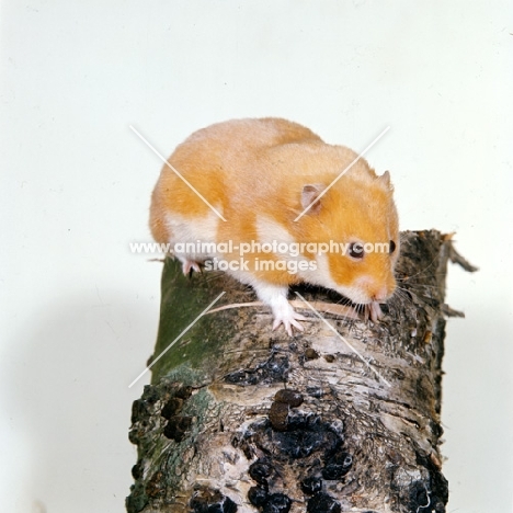 cinnamon hamster climbing on a tree stump
