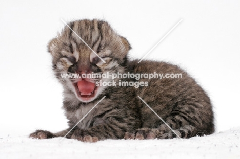 1 week old Geoffroy's kitten, Brown Spotted Tabby