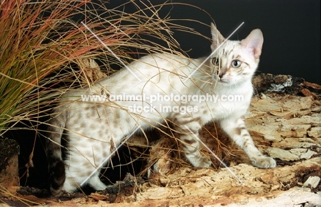 snow coloured bengal