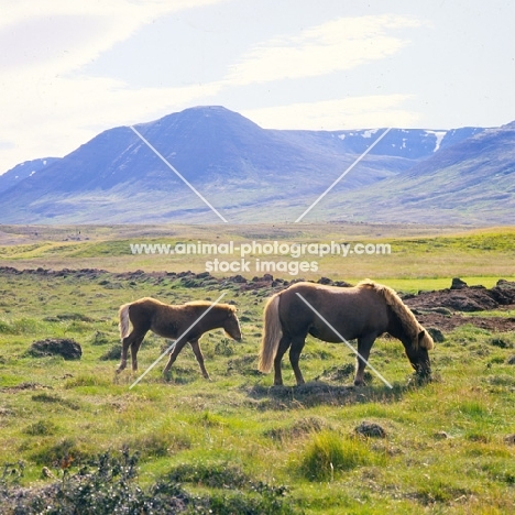Iceland Horses, mare and foal at Sauderkrokur