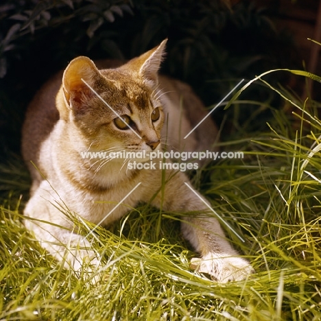 abyssinian kitten lying in grass