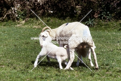 wiltshire horn lamb drinking milk