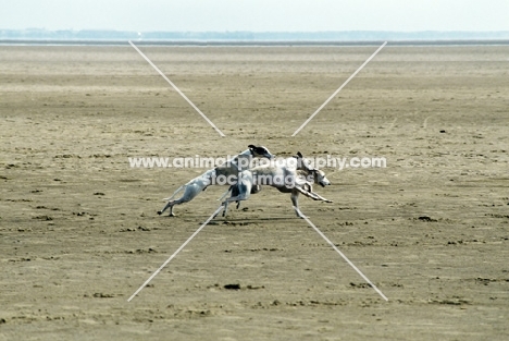 three whippets running on beach