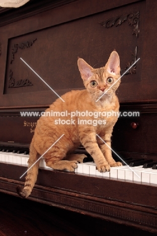 Devon Rex on piano