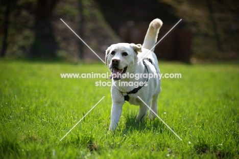 happy cream labrador running free in a field with tongue out