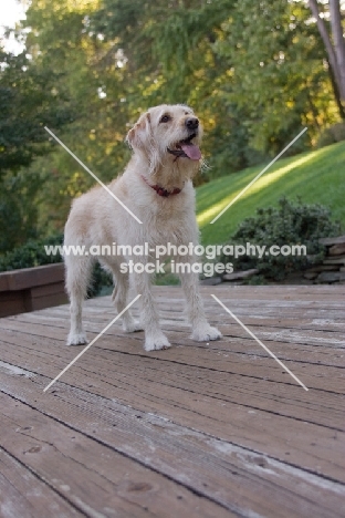 Goldendoodle on patio