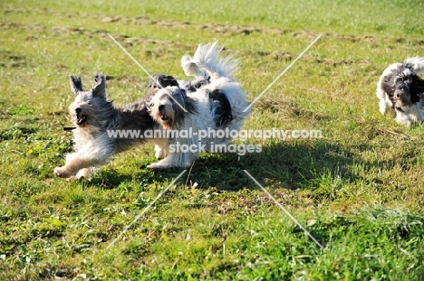 Polish Lowland Sheepdogs running together